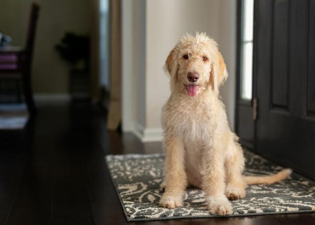 mladý žltý a krémový labradoodle sediaci na koberci vo vstupnej hale pri pohľade do kamery