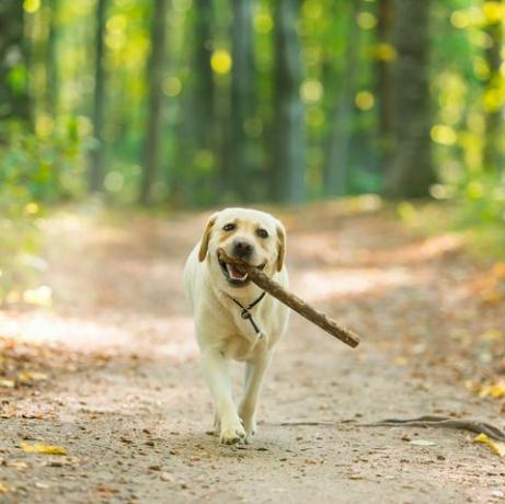 labradorský retriever