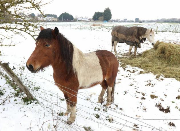 zvieratá v snehu uk