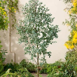 5 stôp eukalyptový strom | 9L hrniec | Eucalyptus gunnii