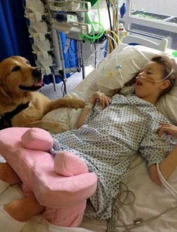 Terapeutické psy boli zavedené do detskej nemocnice, aby pomohli zmierniť úzkosť