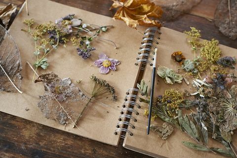 Sušené kvety a byliny na notebooku