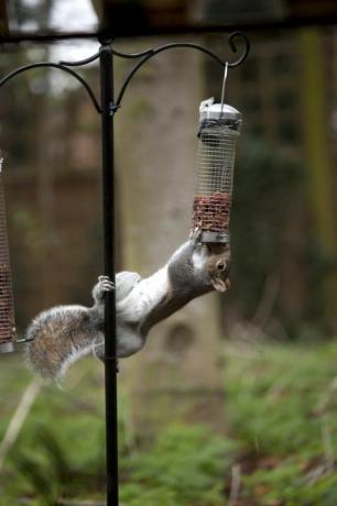 veverička na kŕmenie vtákov