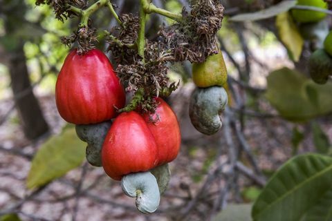 Kvetina, Ovocný strom, Kvitnúca rastlina, Ovocie, Strom, Syzygium malaccense, Botanika, Potraviny, Výrobky, 