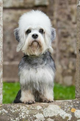 dandie dinmont teriér