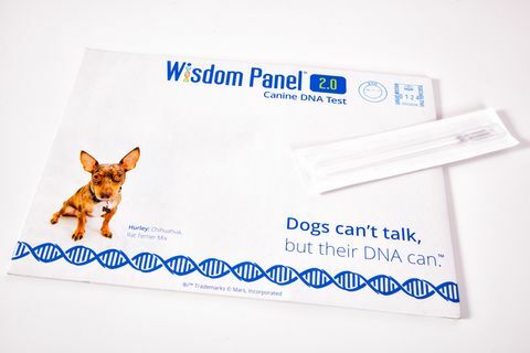 Teraz môžete objaviť pôvod vášho psa pomocou tejto novej súpravy na testovanie DNA doma