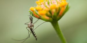ako sa zbaviť komárov v záhradách
