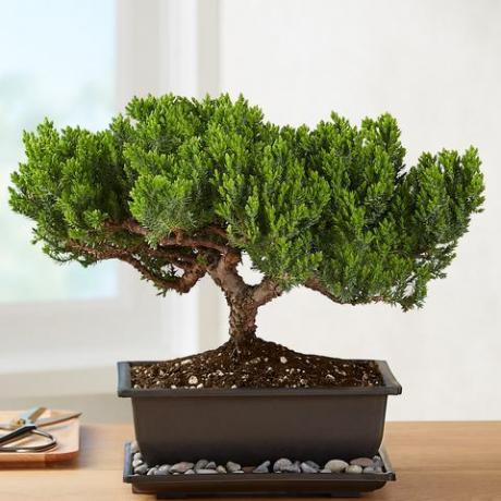 borievka bonsai1822 40004 101067 101521 101672 web na aktualizáciu 157145 157822