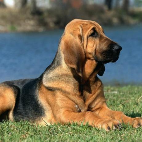 bloodhound