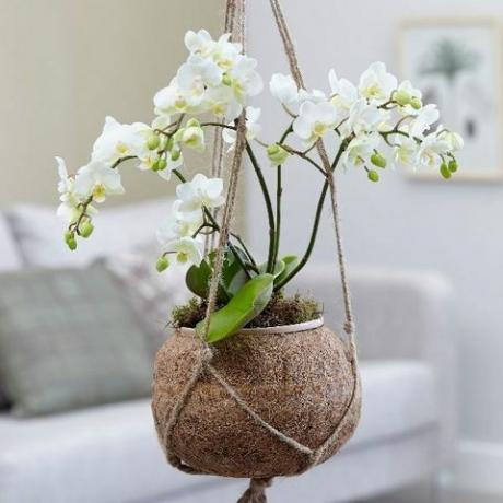 Kokodama: Phalaenopsis 'White Willd Orchid' - kokodamová orchidea