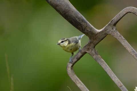 modrá sýkorka parus caeruleus, juvenilná, posadená na záhradnej vidličke co durham júl