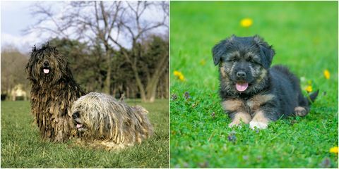 šteniatko bergamasco a dospelý