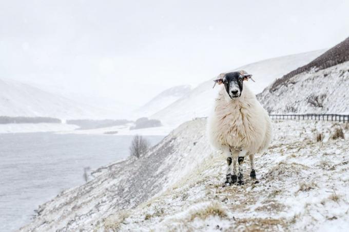 zvieratá v snehu uk