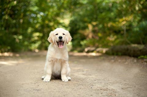 labrador, šteňa, miesto, prostredníctvom, jeden, zalesniť chodník