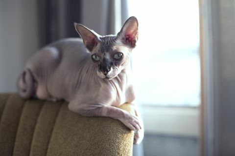 sphynxcat na vinobranie stoličke