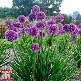 Allium 'Lavender Bubbles' okrasná cibuľa