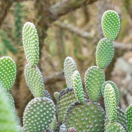 kaktus opuntia microdasys albida v kaktusovej záhrade, nazývaný aj anjelské krídla, kaktus zajačie uši, kaktus zajačik alebo bodkovaný kaktus