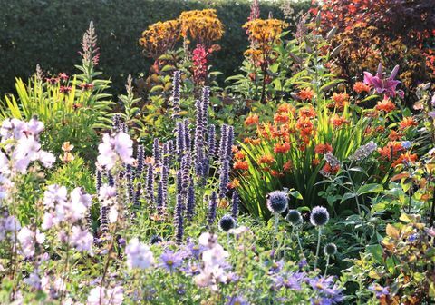 Chalupa Dunvorist, Angus, Herbaceous trvalky - Škótska záhrada záhrady