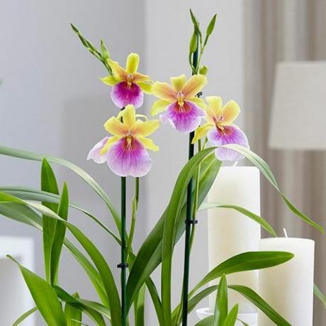 Miltonia 'Sunset'pansy orchidea