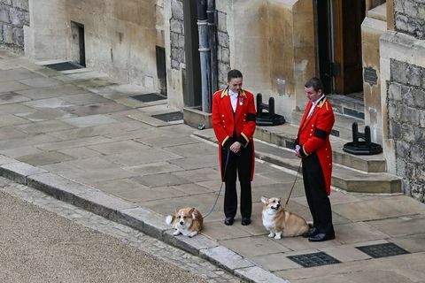 kráľovná Alžbeta pohrebná corgis