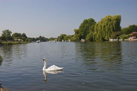 Labuť na rieke Temži vo Walton-on-Thames, Surrey, za slnečného dňa s modrou oblohou