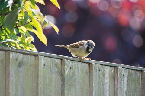 Vrabec na záhradnom plote