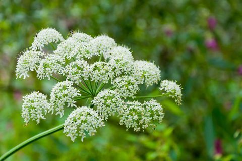 Obrie Hogweed