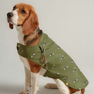 Olivovo zelený voskovaný kabát pre psov