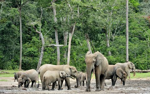 africké lesné slony