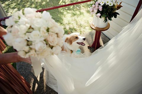 Pes na svadobnej hostine