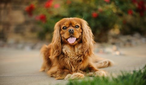 portrét cavalier king charles spaniel vyplazený jazyk