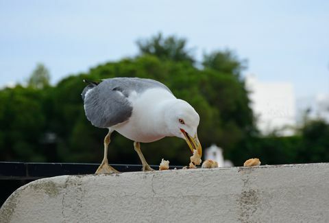 Čajka jesť chlieb, Albufeira, Portugalsko.