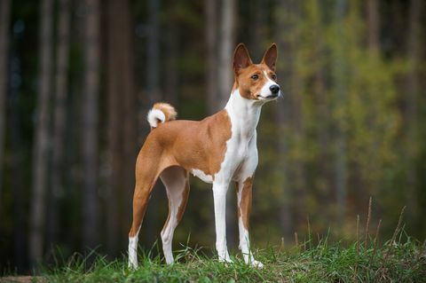 fena basenji