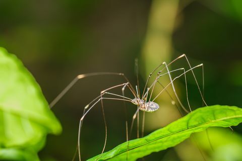 Spider s dlhými nohami