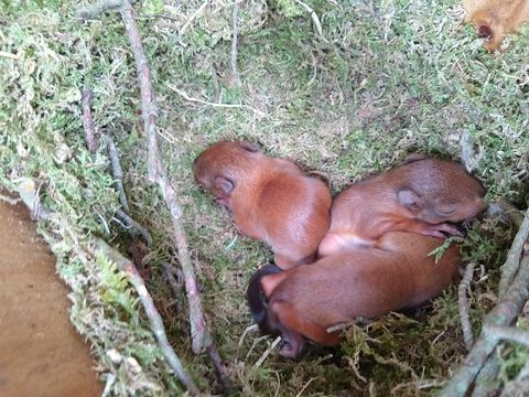 vzácne mačiatka veveričky zachytené kamerou na ostrove Brownsea