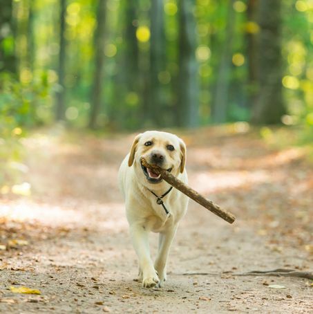 detailný obraz žltého psa labradorského retrievera nesúceho palicu v lese