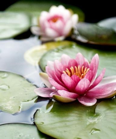 lotosové kvety plávajúce vo vode