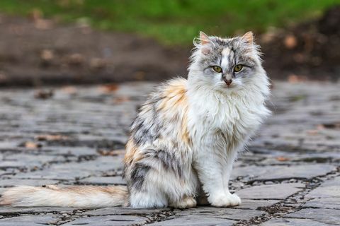 roztomilá trikolórna mačka sedí na trati a pozerá sa na fotografa domácej mačky vonku