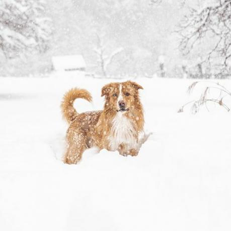 pes v snehu