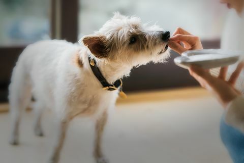 Psy vedia, keď klamete o počte liečených zvierat