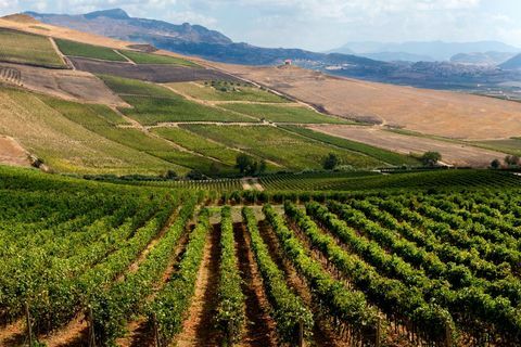 Vinárske závody Planeta. Sambuca di Sicilia. Vinotéka dell'Ulmo. Sicílie. Talianska. Európa