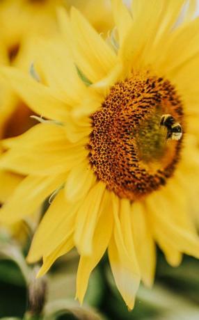 krásne slnečnicové pole vo Veľkej Británii robotnica zbierajúca peľ