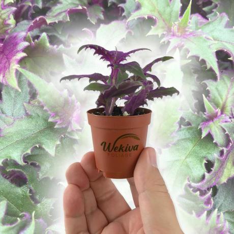 Purple Passion Plant, 2-palcový kvetináč