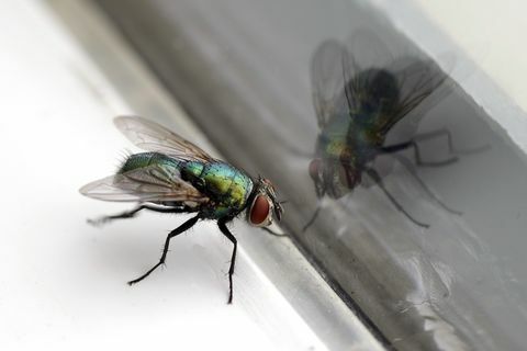 House Fly & Glass Reflection Detailný záber