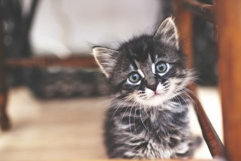 Mačiatko so sivými pruhmi a modrými očami vo vnútri