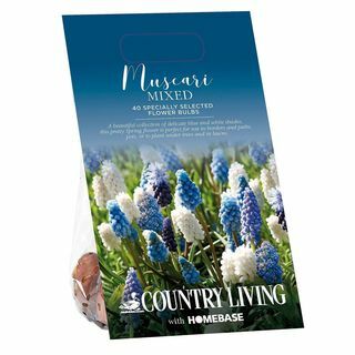 Cibuľky Country Living Muscari Mixed Flower