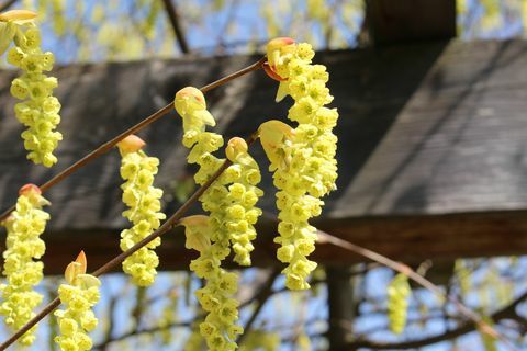 čínska zimná lieska kvety v strapcoch na jar v St Gallen, Švajčiarsko, jej vedecký názov je corylopsis sinensis, pôvodom z Číny