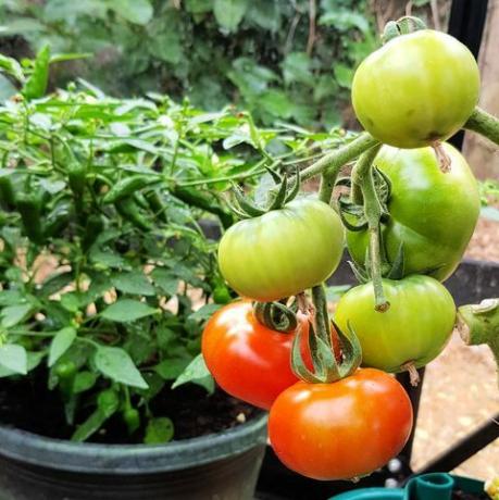 čo robiť na záhrade v júnových paradajkách