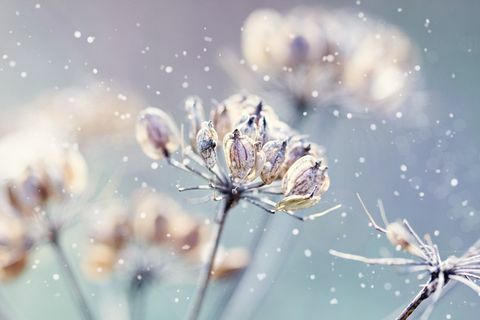kvetina v snehu