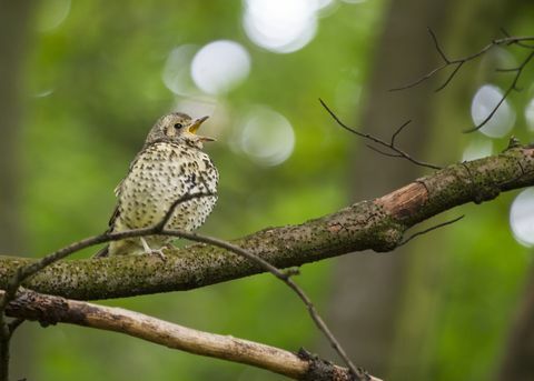 Drozd spevu (Turdus philomelos)